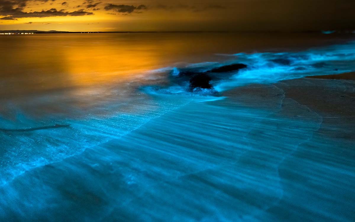 Understanding Bioluminescence in Cocoa Beach