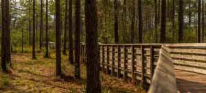 Florida eco-camping adventure. Fred Gannon Rocky Bayou State Park.