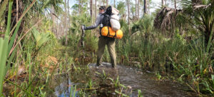 Florida eco-camping adventure. Person hiking the Everglades.