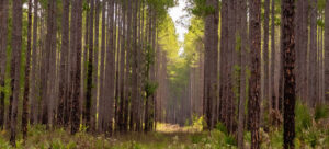 Florida eco-camping adventure. Ocala National Forest park