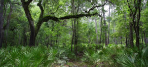 Florida eco-camping adventure. Suwannee River Wilderness