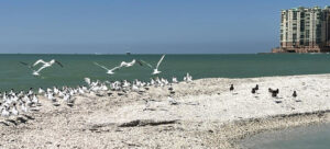 A guide for the best Eco-tours and Outdoor Adventures in Florida