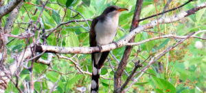 A guide for the best Eco-tours and Outdoor Adventures in Florida