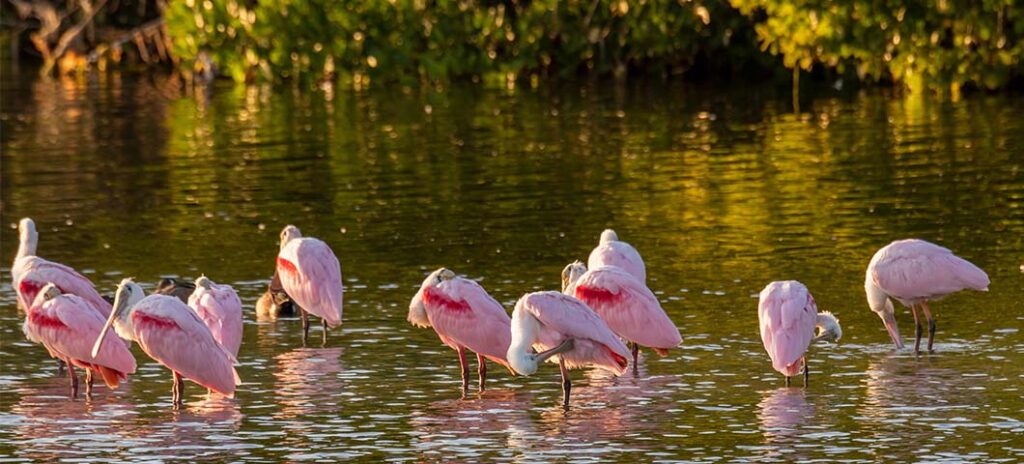 Experience Florida Like a Local: Top 10 Summer Activities