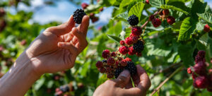 The Florida Agritourism & Farm-to-Table Dining Guide