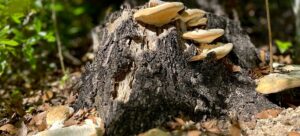 Florida's Hidden Hiking Trails to Visit in Winter