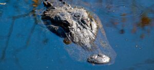 Florida's Hidden Hiking Trails to Visit in Winter