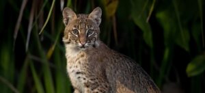 Florida's Hidden Hiking Trails to Visit in Winter