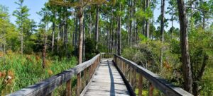 Florida's Hidden Hiking Trails to Visit in Winter