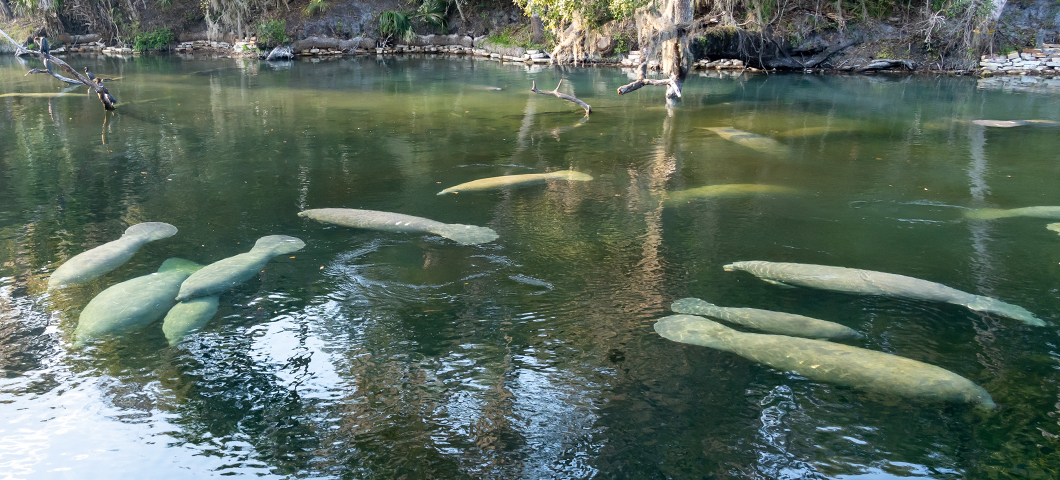 The Best Outdoor Activities in Florida for January 2026