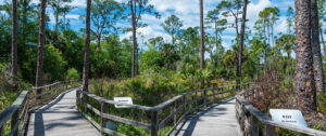 The Florida Eco Tours Guide for Spring 2026