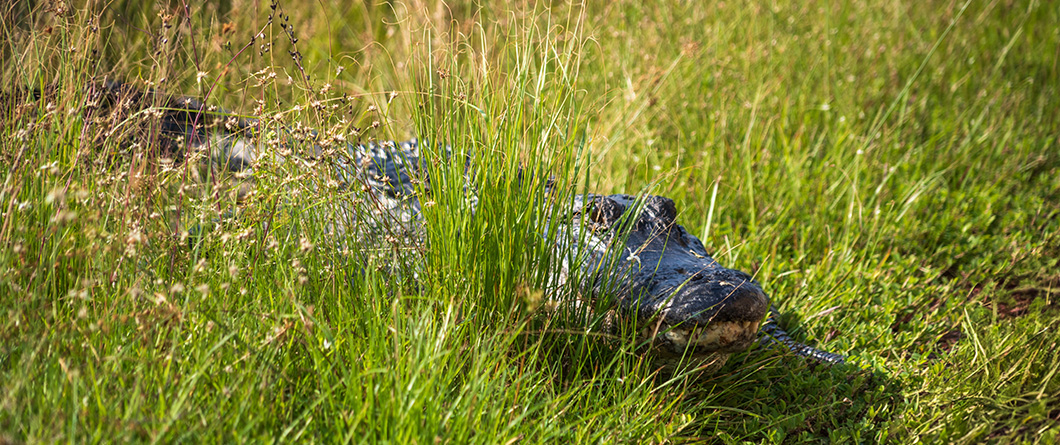 The Florida Eco Tours Guide for Spring 2026