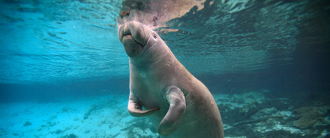 The Florida Eco Tours Guide for Spring 2026