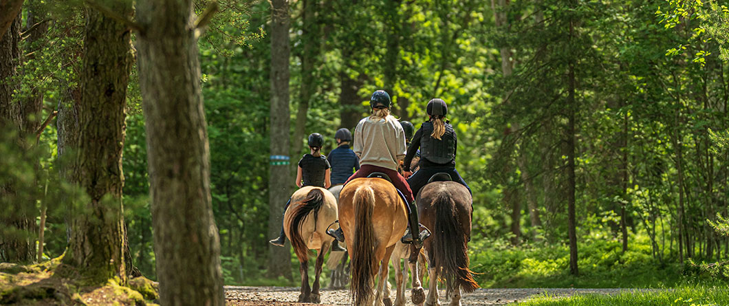 The Guide for Horseback Riding in Florida in 2026