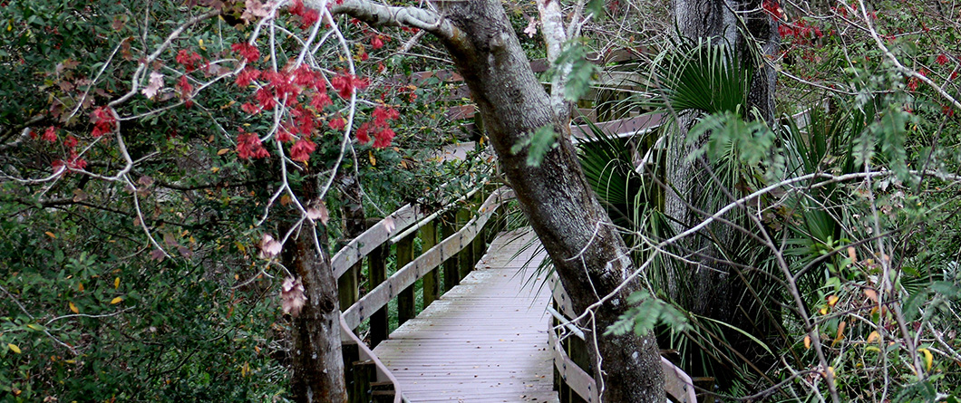 A Cyclist's Guide to Florida's Best Scenic Bike Trails in 2026