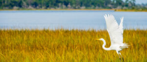 A Boater's Guide to Florida's Waterways and Eco Tours