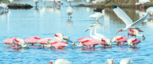 A Photographer's Guide to Florida's Best Nature Photography Spots