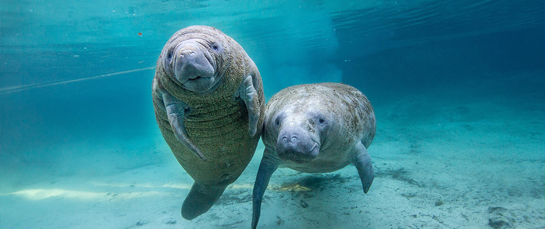 A Boater's Guide to Florida's Waterways and Eco Tours