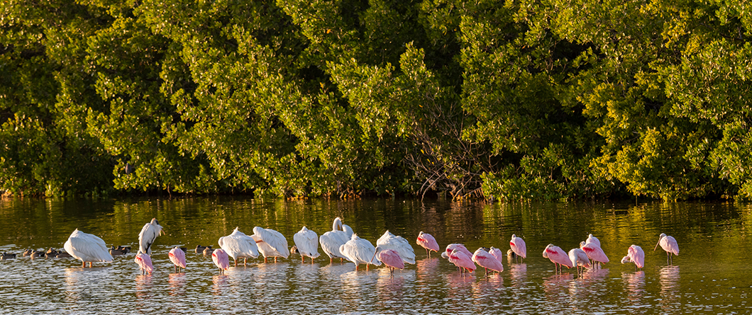 A Photographer's Guide to Florida's Best Nature Photography Spots