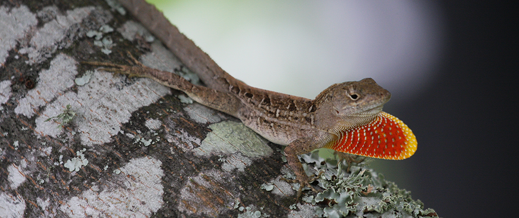 A Photographer's Guide to Florida's Best Nature Photography Spots