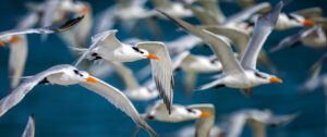 A Photographer's Guide to Florida's Best Nature Photography Spots