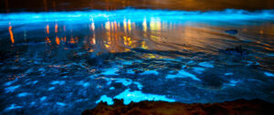 The Complete Guide to Bioluminescent Kayaking