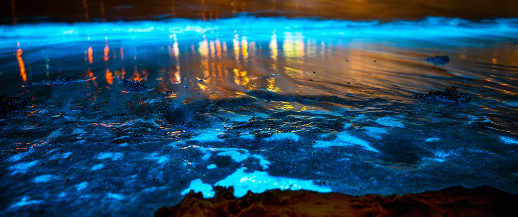 The Complete Guide to Bioluminescent Kayaking