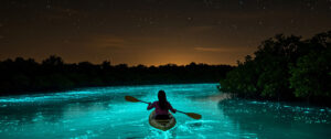 The Complete Guide to Bioluminescent Kayaking
