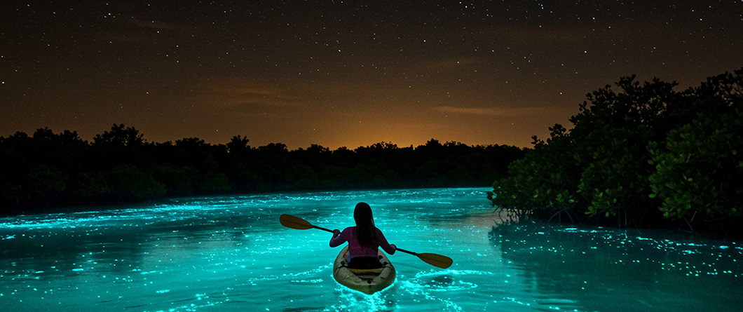 The Complete Guide to Bioluminescent Kayaking