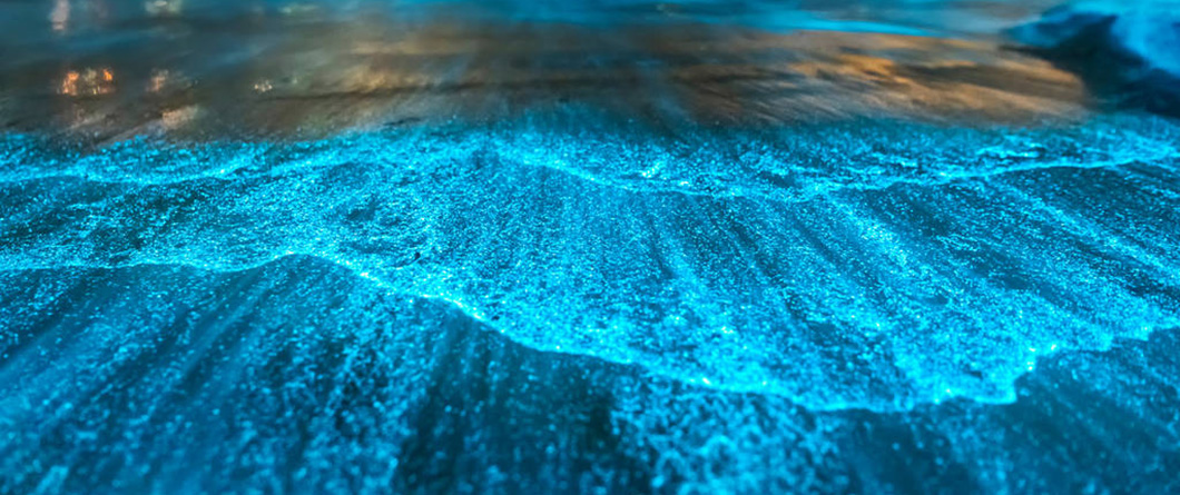 The Complete Guide to Bioluminescent Kayaking